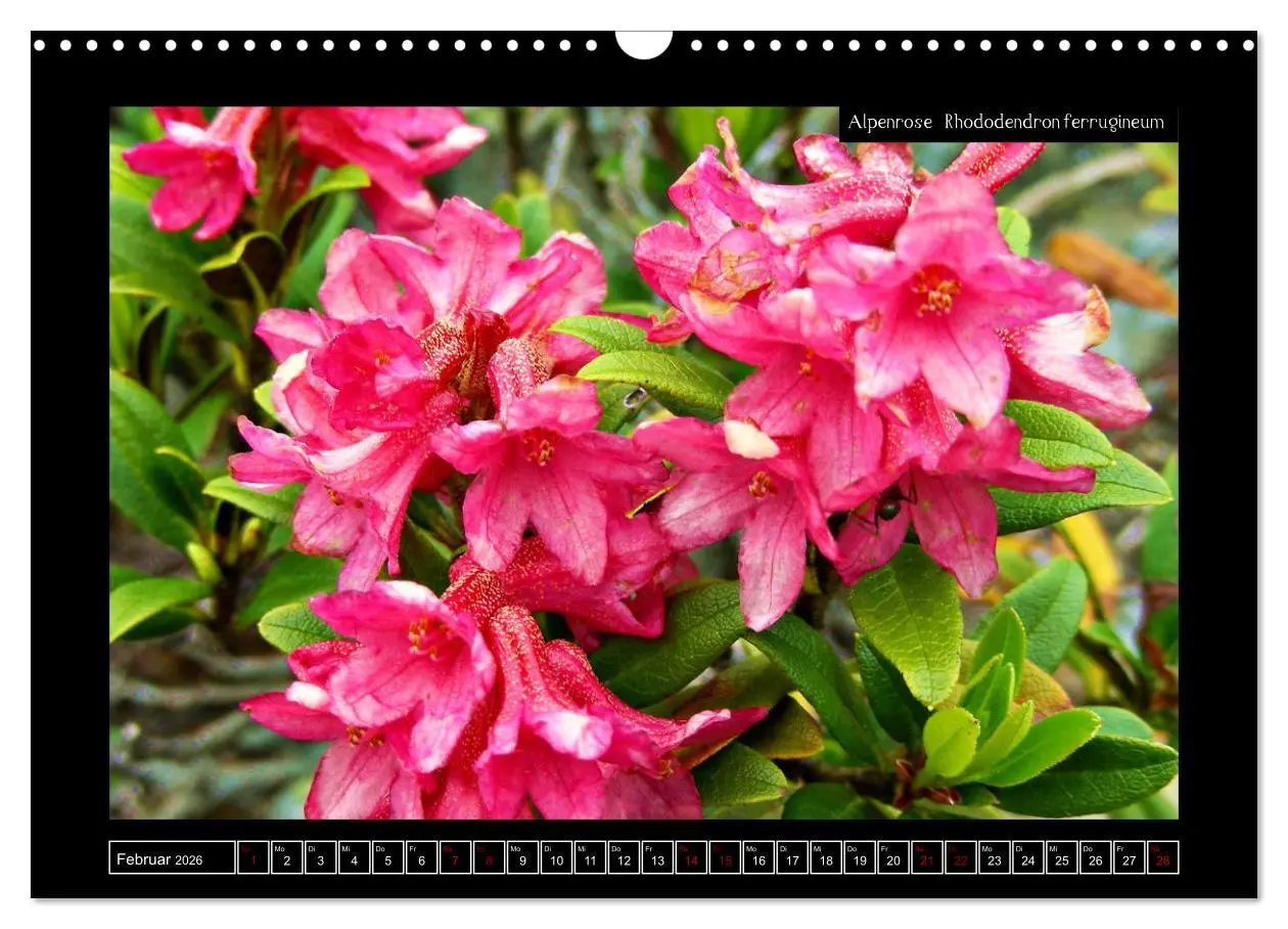 Bild: 9783457896303 | Alpine Flora in der Homöopathie (Wandkalender 2026 DIN A3 quer),...