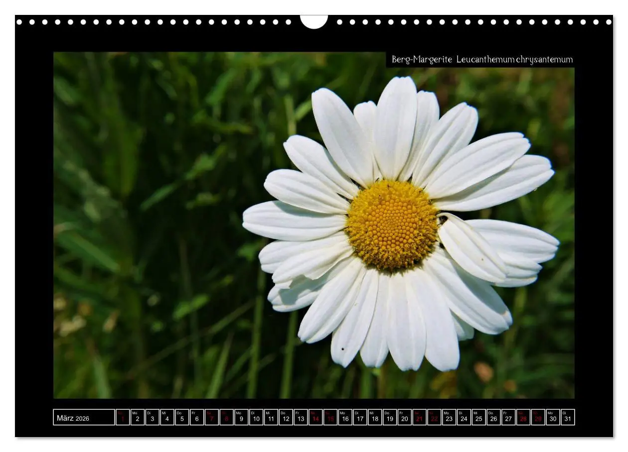 Bild: 9783457896303 | Alpine Flora in der Homöopathie (Wandkalender 2026 DIN A3 quer),...