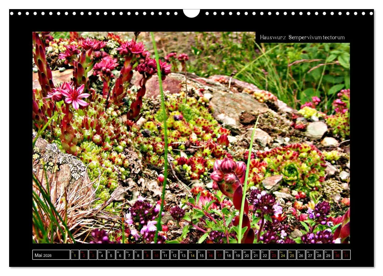Bild: 9783457896303 | Alpine Flora in der Homöopathie (Wandkalender 2026 DIN A3 quer),...