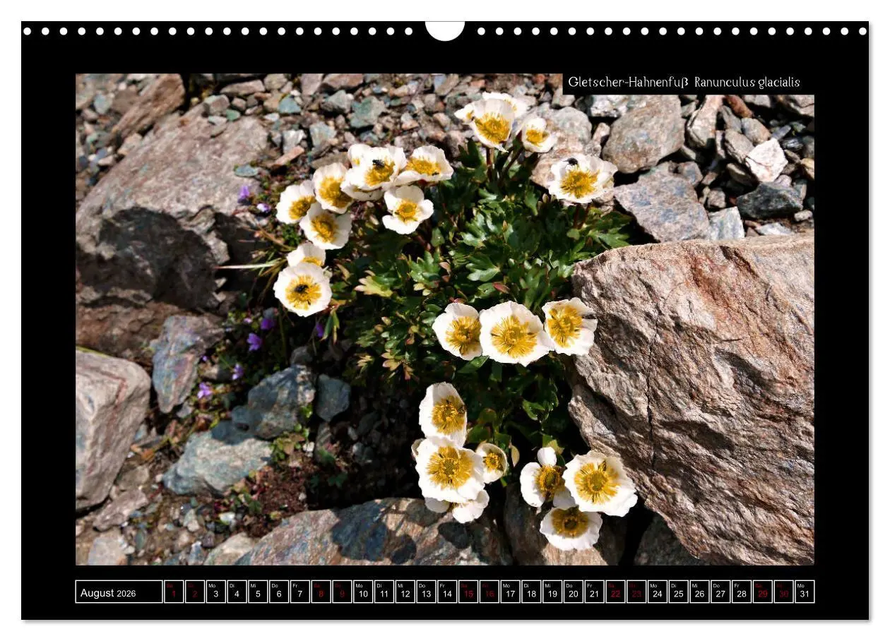 Bild: 9783457896303 | Alpine Flora in der Homöopathie (Wandkalender 2026 DIN A3 quer),...