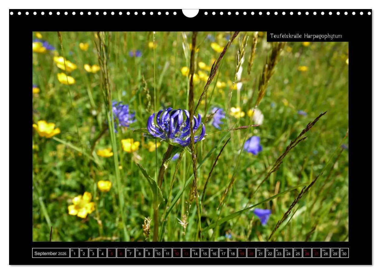 Bild: 9783457896303 | Alpine Flora in der Homöopathie (Wandkalender 2026 DIN A3 quer),...