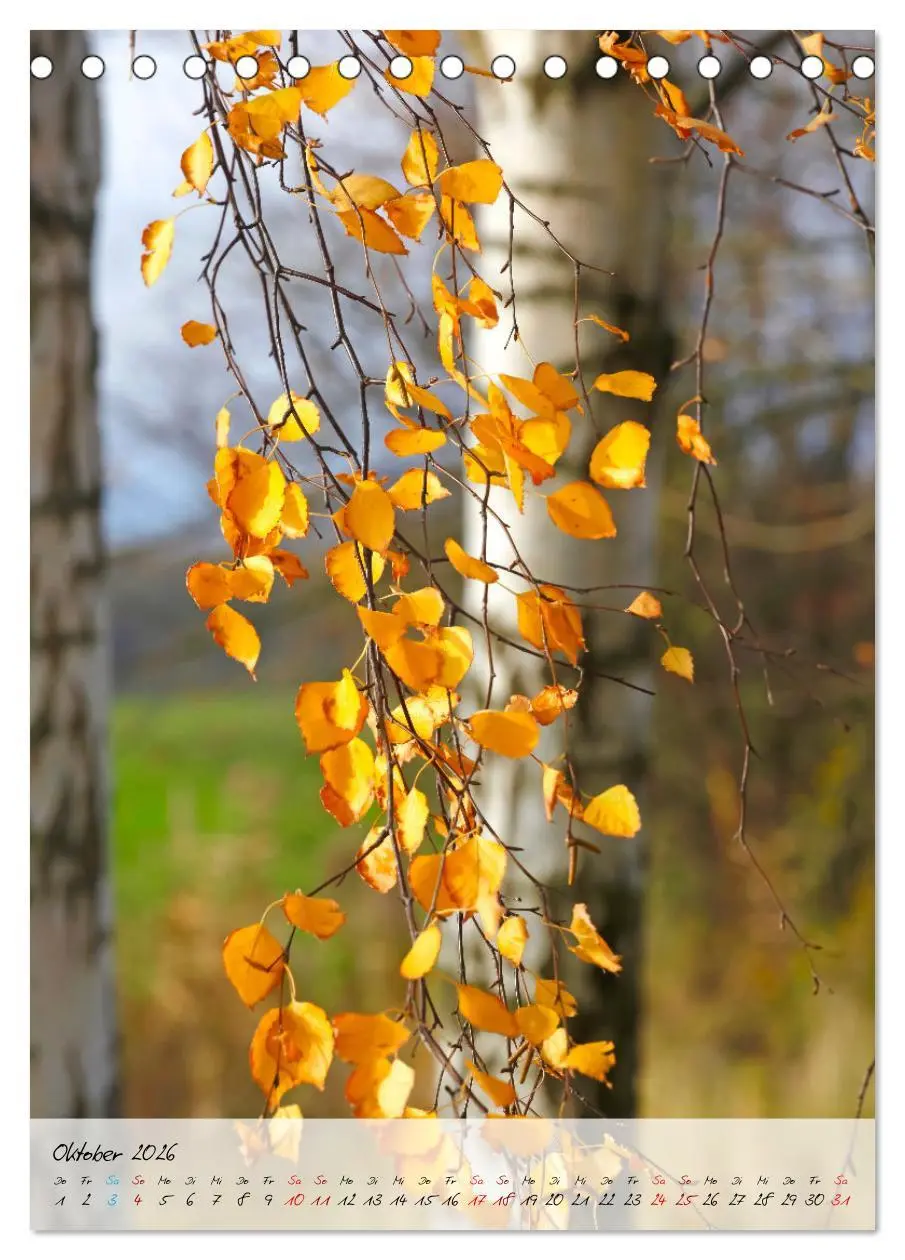 Bild: 9783516366303 | Birken - elegant und märchenhaft (Tischkalender 2026 DIN A5 hoch),...