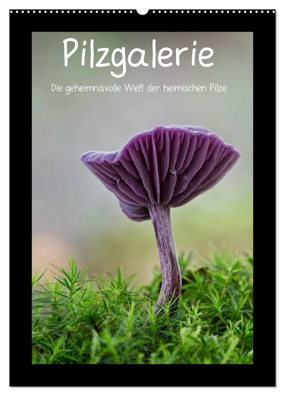 Cover: 9783516436303 | Pilzgalerie - Die geheimnisvolle Welt der heimischen Pilze...
