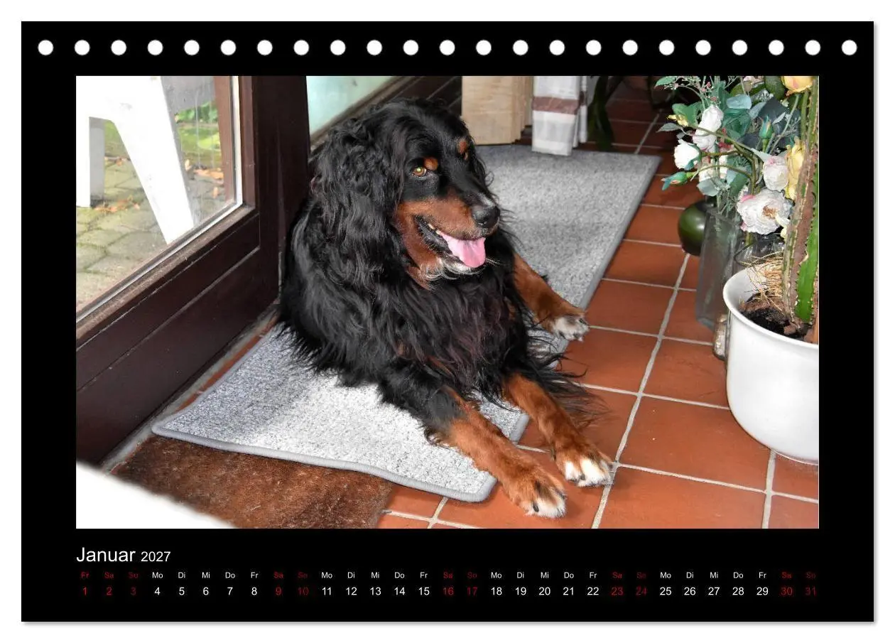 Bild: 9783569696303 | Der Hovawart... Dein Freund fürs Leben! (Tischkalender 2027 DIN A5...