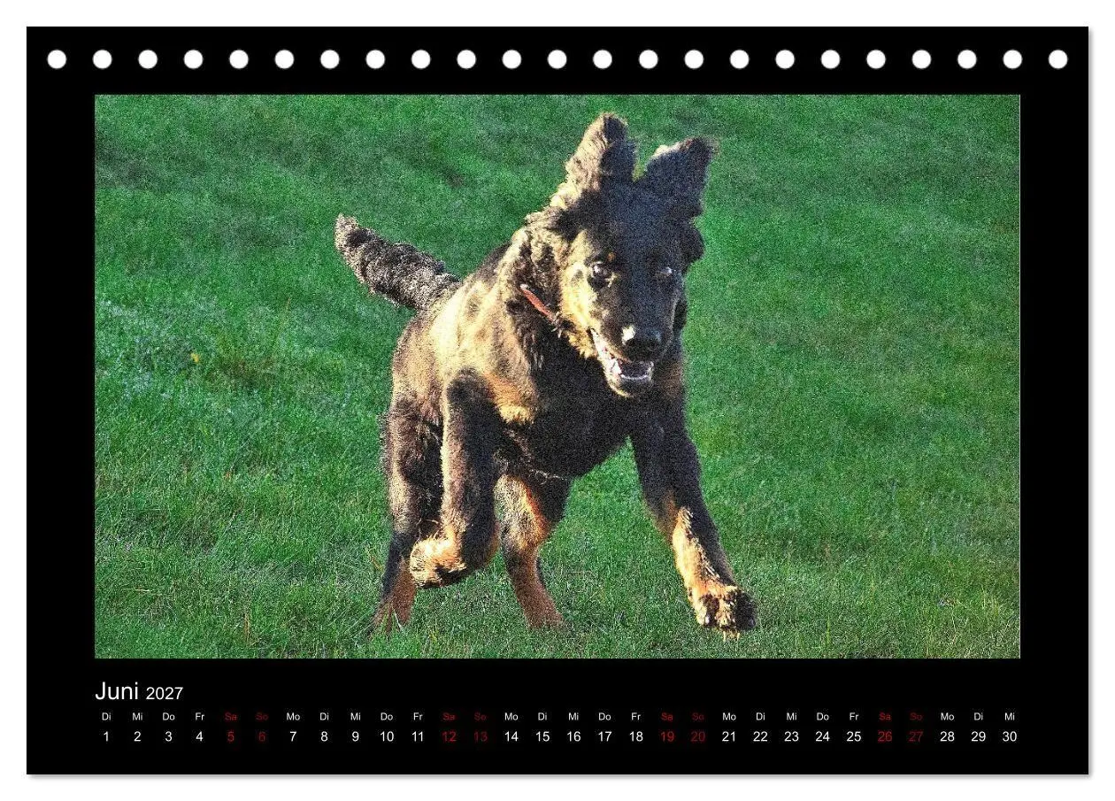 Bild: 9783569696303 | Der Hovawart... Dein Freund fürs Leben! (Tischkalender 2027 DIN A5...