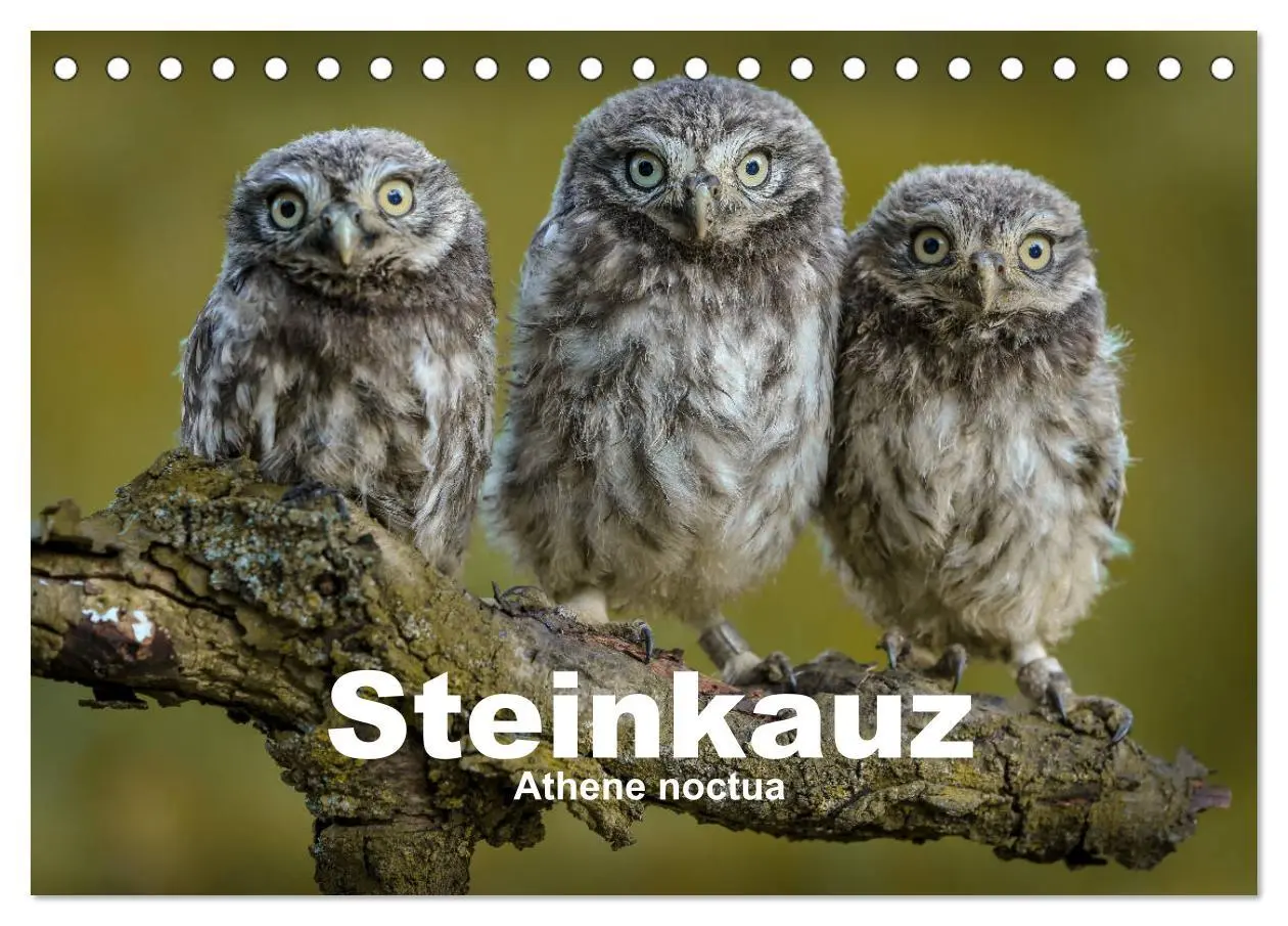 Cover: 9783457716403 | Steinkäuze (Athene noctua) (Tischkalender 2026 DIN A5 quer),...