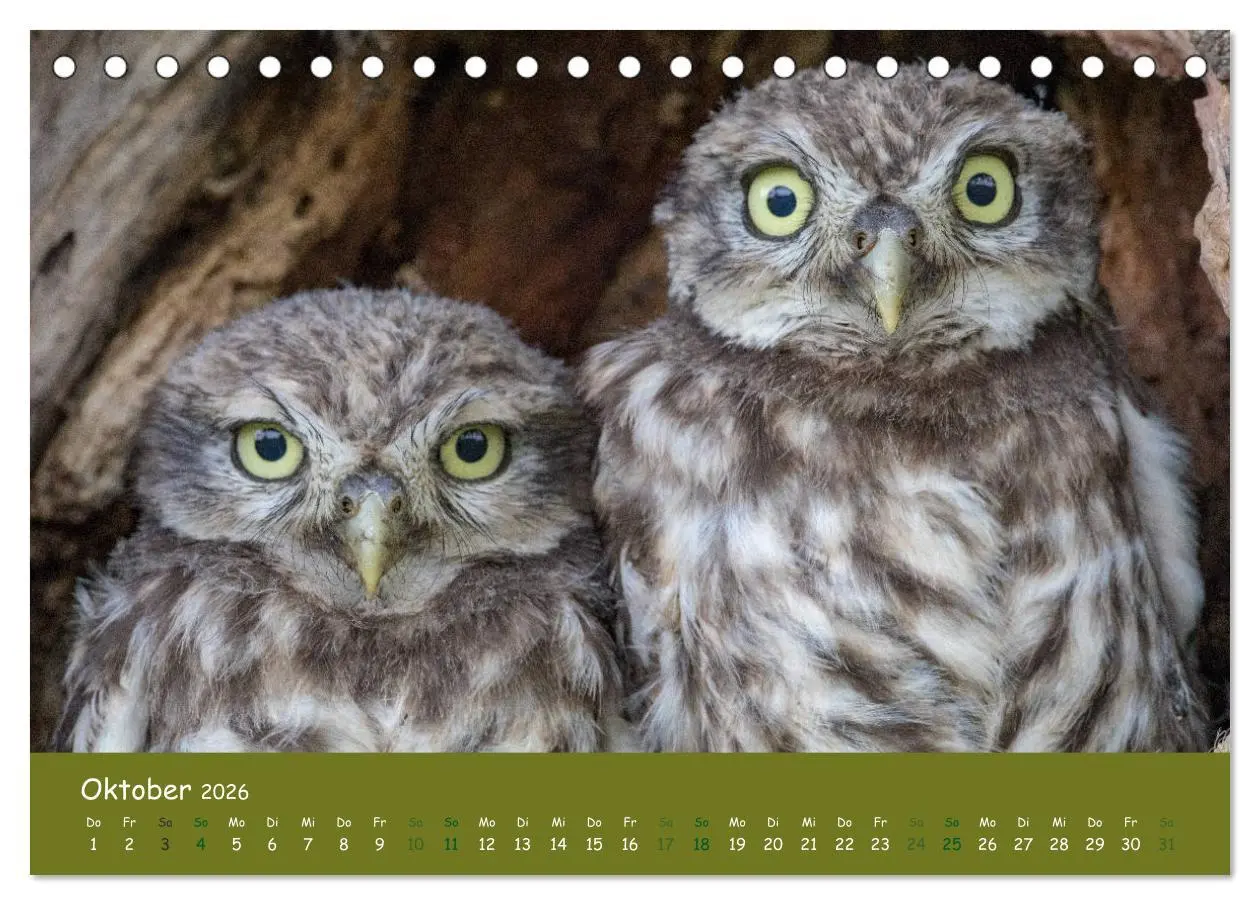 Bild: 9783457716403 | Steinkäuze (Athene noctua) (Tischkalender 2026 DIN A5 quer),...