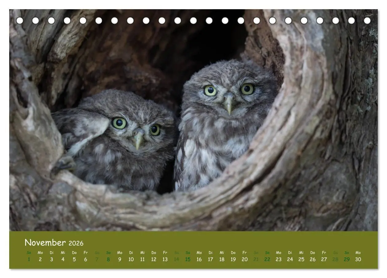 Bild: 9783457716403 | Steinkäuze (Athene noctua) (Tischkalender 2026 DIN A5 quer),...