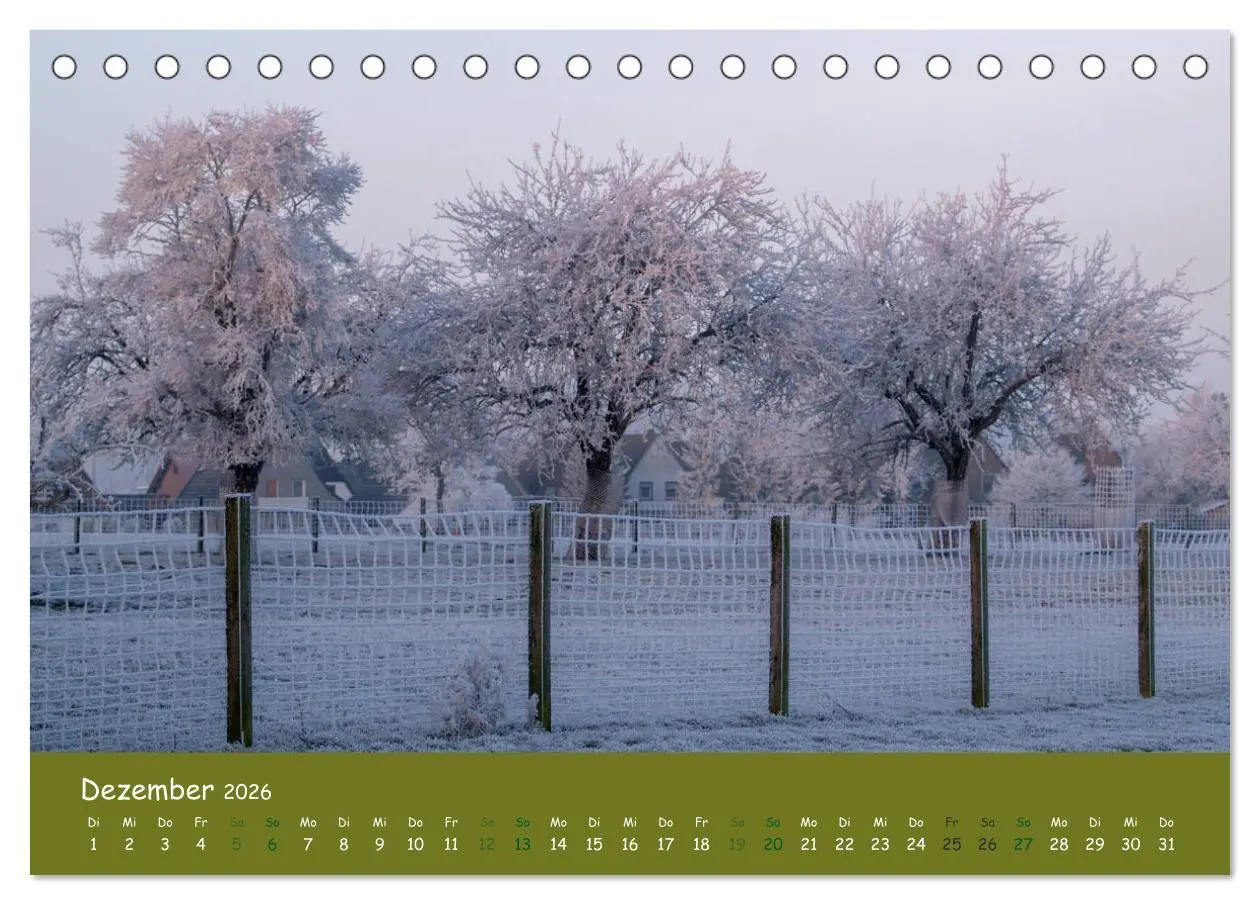 Bild: 9783457716403 | Steinkäuze (Athene noctua) (Tischkalender 2026 DIN A5 quer),...