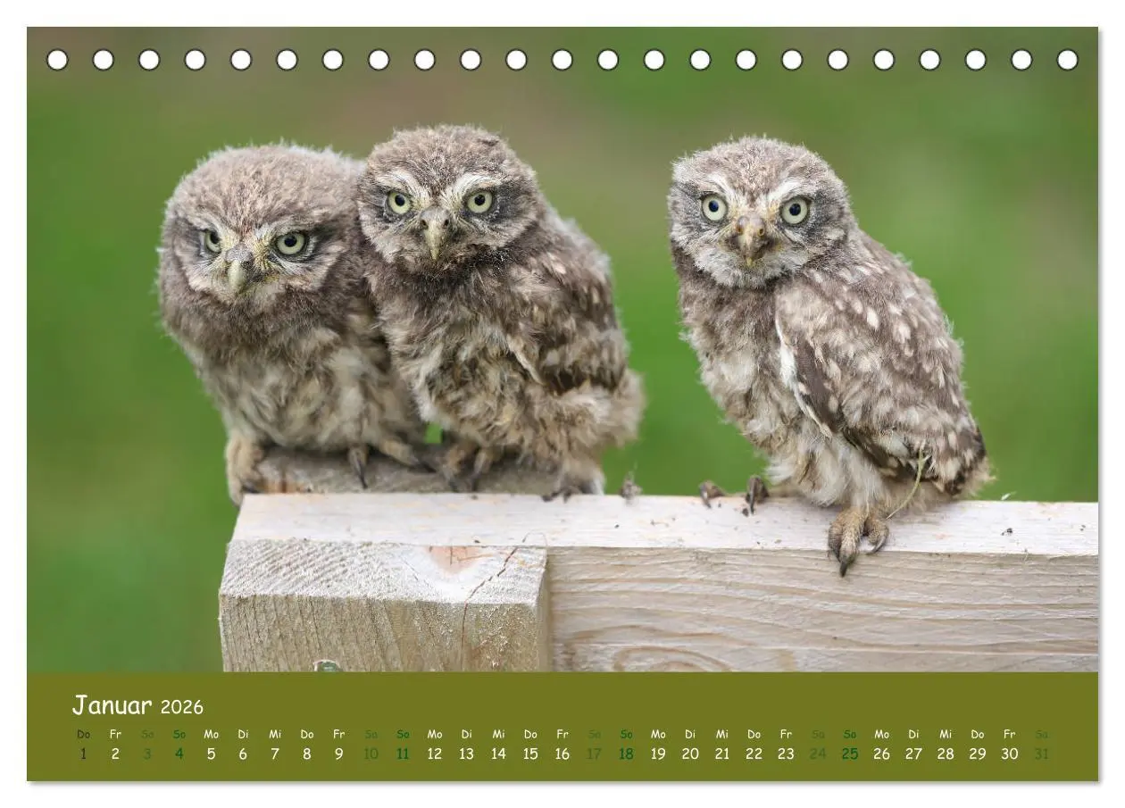 Bild: 9783457716403 | Steinkäuze (Athene noctua) (Tischkalender 2026 DIN A5 quer),...