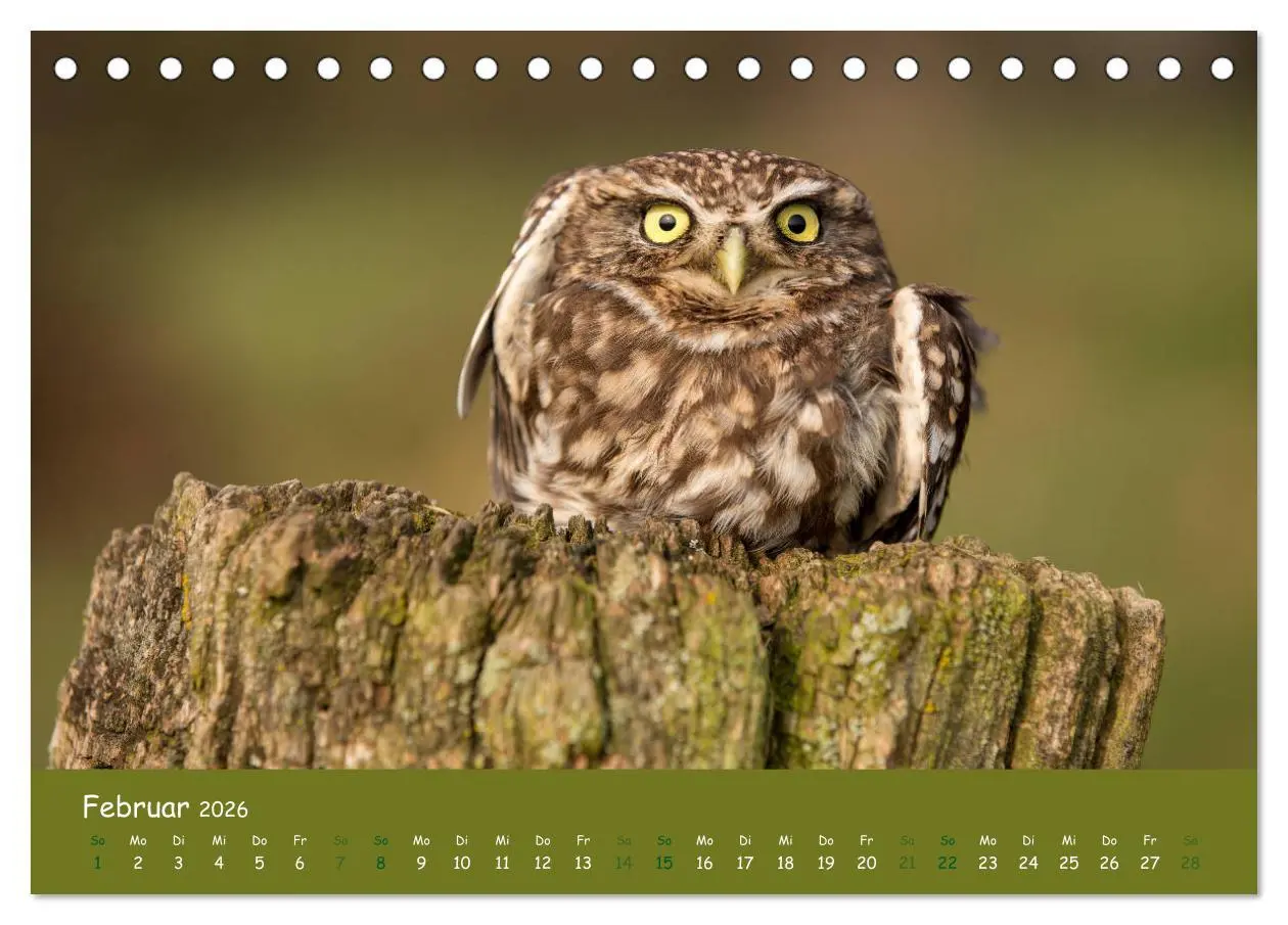 Bild: 9783457716403 | Steinkäuze (Athene noctua) (Tischkalender 2026 DIN A5 quer),...