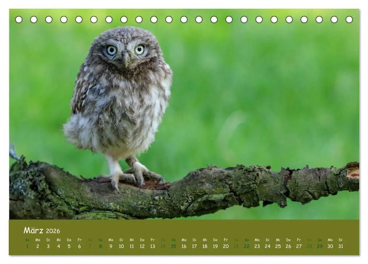 Bild: 9783457716403 | Steinkäuze (Athene noctua) (Tischkalender 2026 DIN A5 quer),...