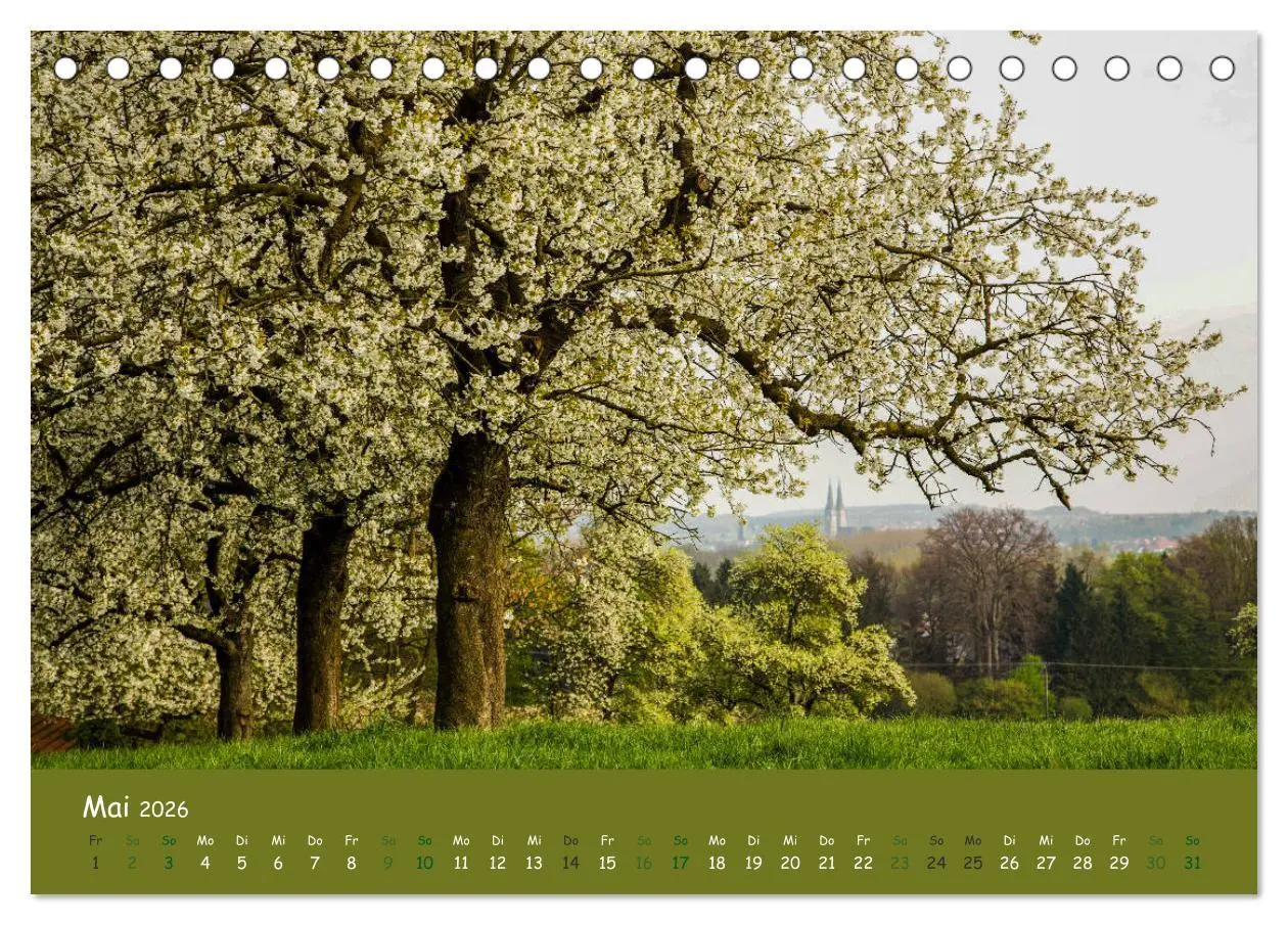 Bild: 9783457716403 | Steinkäuze (Athene noctua) (Tischkalender 2026 DIN A5 quer),...
