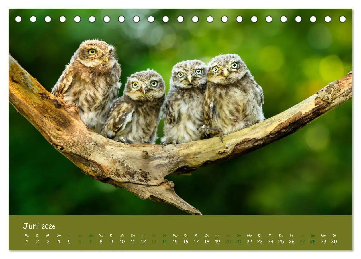 Bild: 9783457716403 | Steinkäuze (Athene noctua) (Tischkalender 2026 DIN A5 quer),...