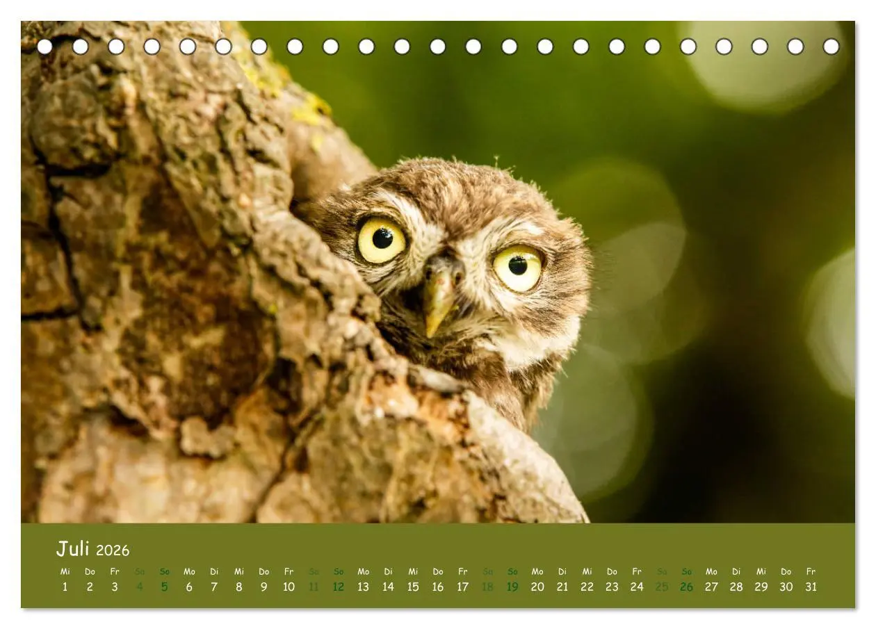 Bild: 9783457716403 | Steinkäuze (Athene noctua) (Tischkalender 2026 DIN A5 quer),...