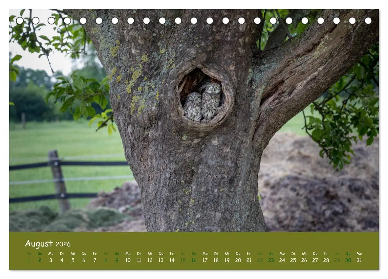 Bild: 9783457716403 | Steinkäuze (Athene noctua) (Tischkalender 2026 DIN A5 quer),...