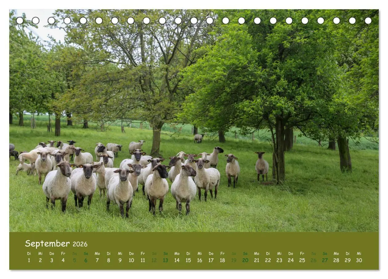 Bild: 9783457716403 | Steinkäuze (Athene noctua) (Tischkalender 2026 DIN A5 quer),...