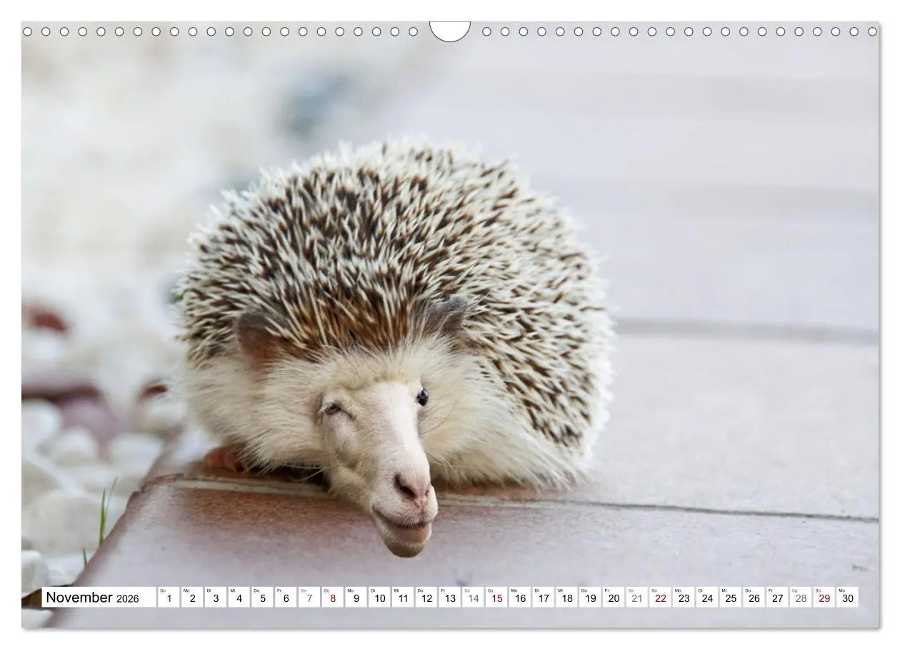 Bild: 9783457886403 | Lustige Tier-Hybriden (Wandkalender 2026 DIN A3 quer), CALVENDO...