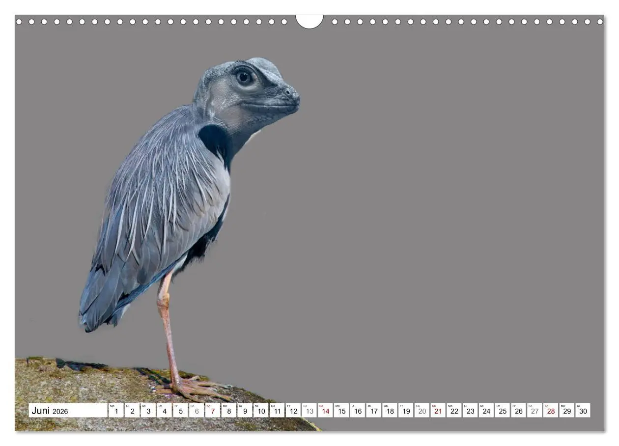 Bild: 9783457886403 | Lustige Tier-Hybriden (Wandkalender 2026 DIN A3 quer), CALVENDO...