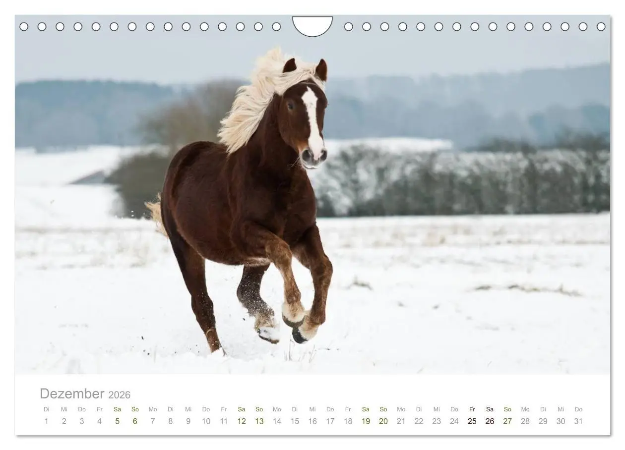 Bild: 9783516036503 | Faszination Schwarzwälder Kaltblut (Wandkalender 2026 DIN A4 quer),...