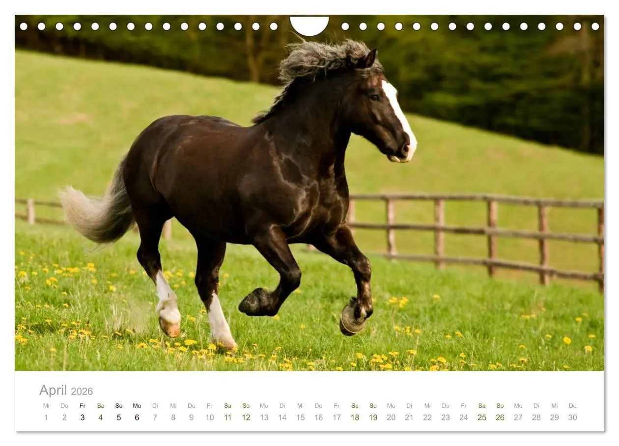 Bild: 9783516036503 | Faszination Schwarzwälder Kaltblut (Wandkalender 2026 DIN A4 quer),...