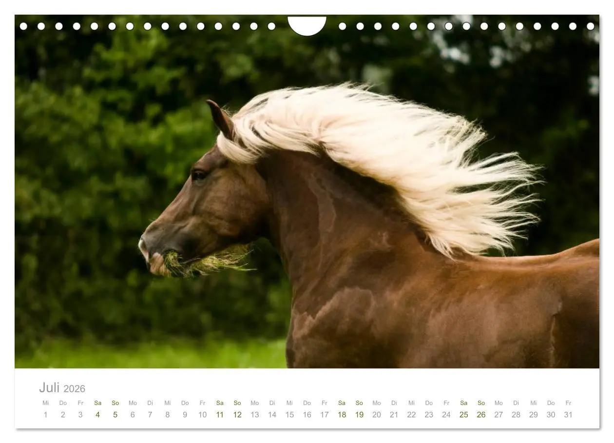 Bild: 9783516036503 | Faszination Schwarzwälder Kaltblut (Wandkalender 2026 DIN A4 quer),...