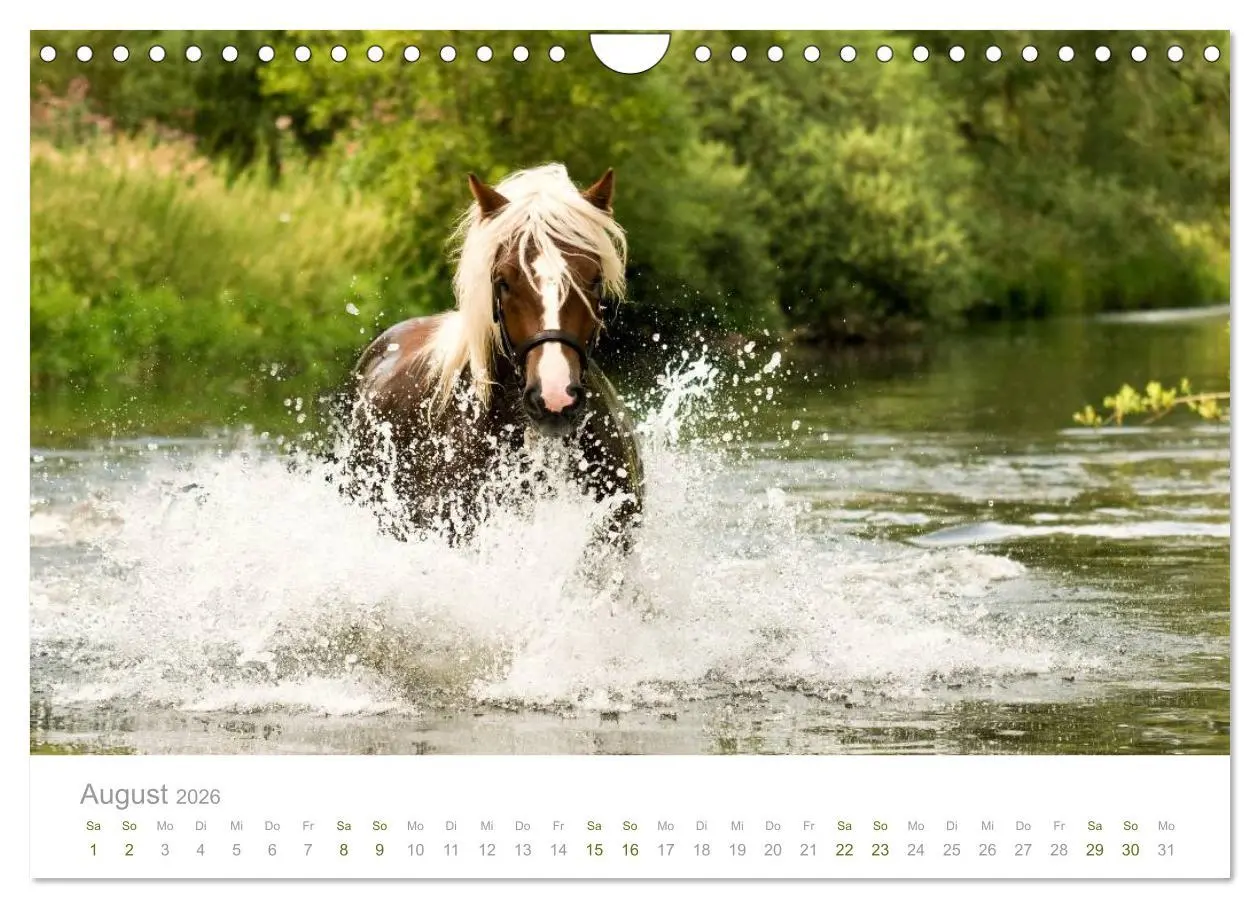 Bild: 9783516036503 | Faszination Schwarzwälder Kaltblut (Wandkalender 2026 DIN A4 quer),...