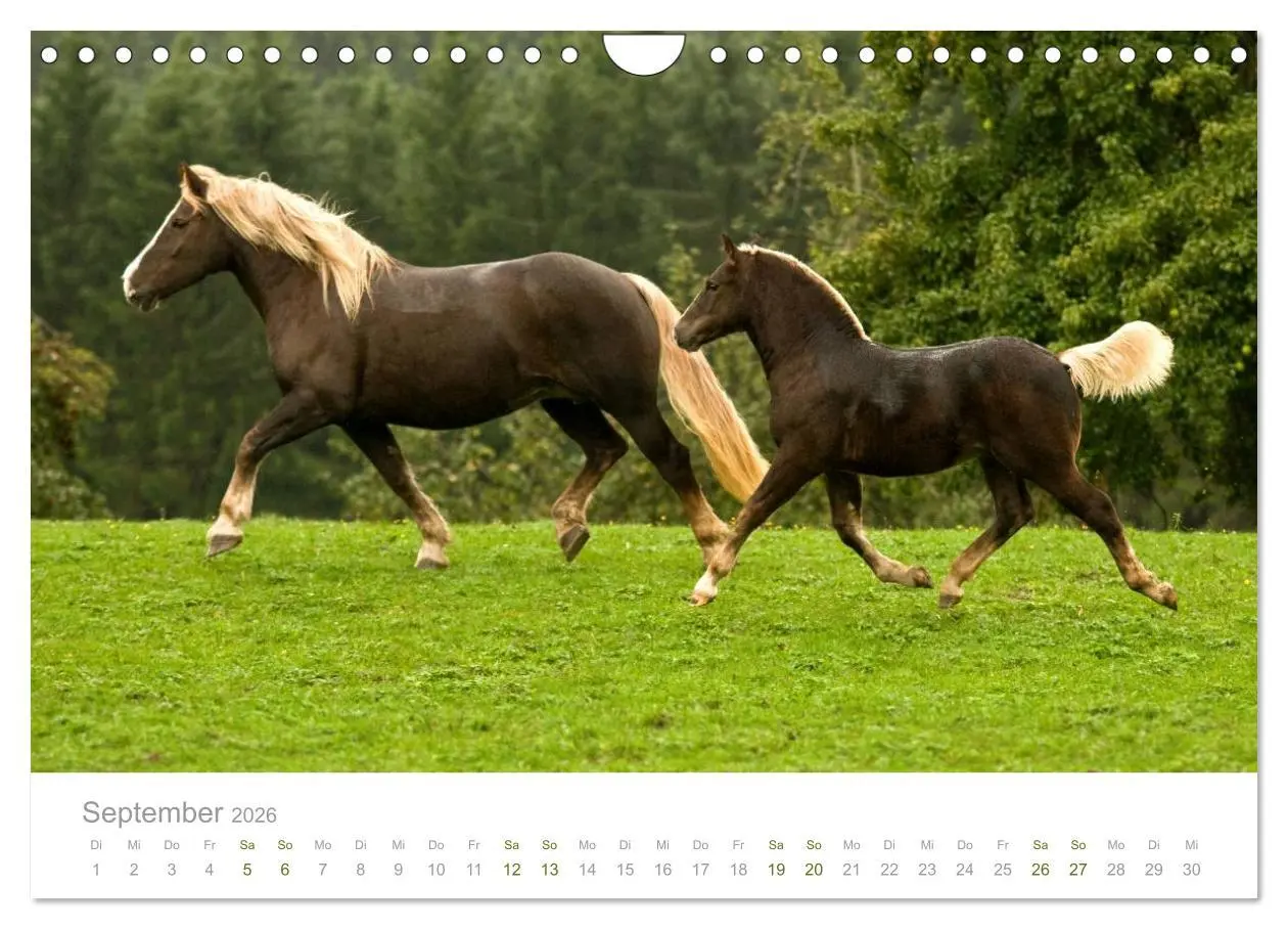 Bild: 9783516036503 | Faszination Schwarzwälder Kaltblut (Wandkalender 2026 DIN A4 quer),...