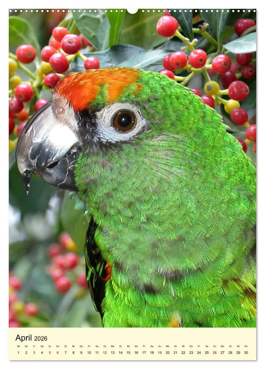 Bild: 9783516346503 | Farbenprächtige Papageien aus Asien und Afrika (Wandkalender 2026...