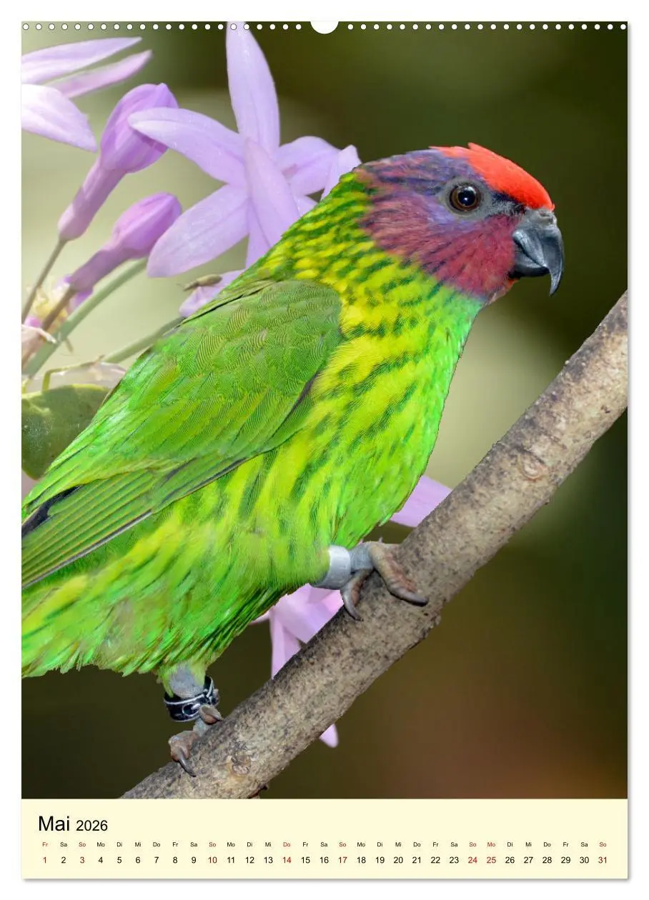 Bild: 9783516346503 | Farbenprächtige Papageien aus Asien und Afrika (Wandkalender 2026...