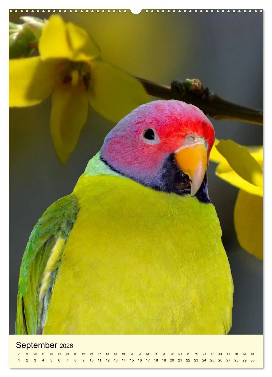 Bild: 9783516346503 | Farbenprächtige Papageien aus Asien und Afrika (Wandkalender 2026...