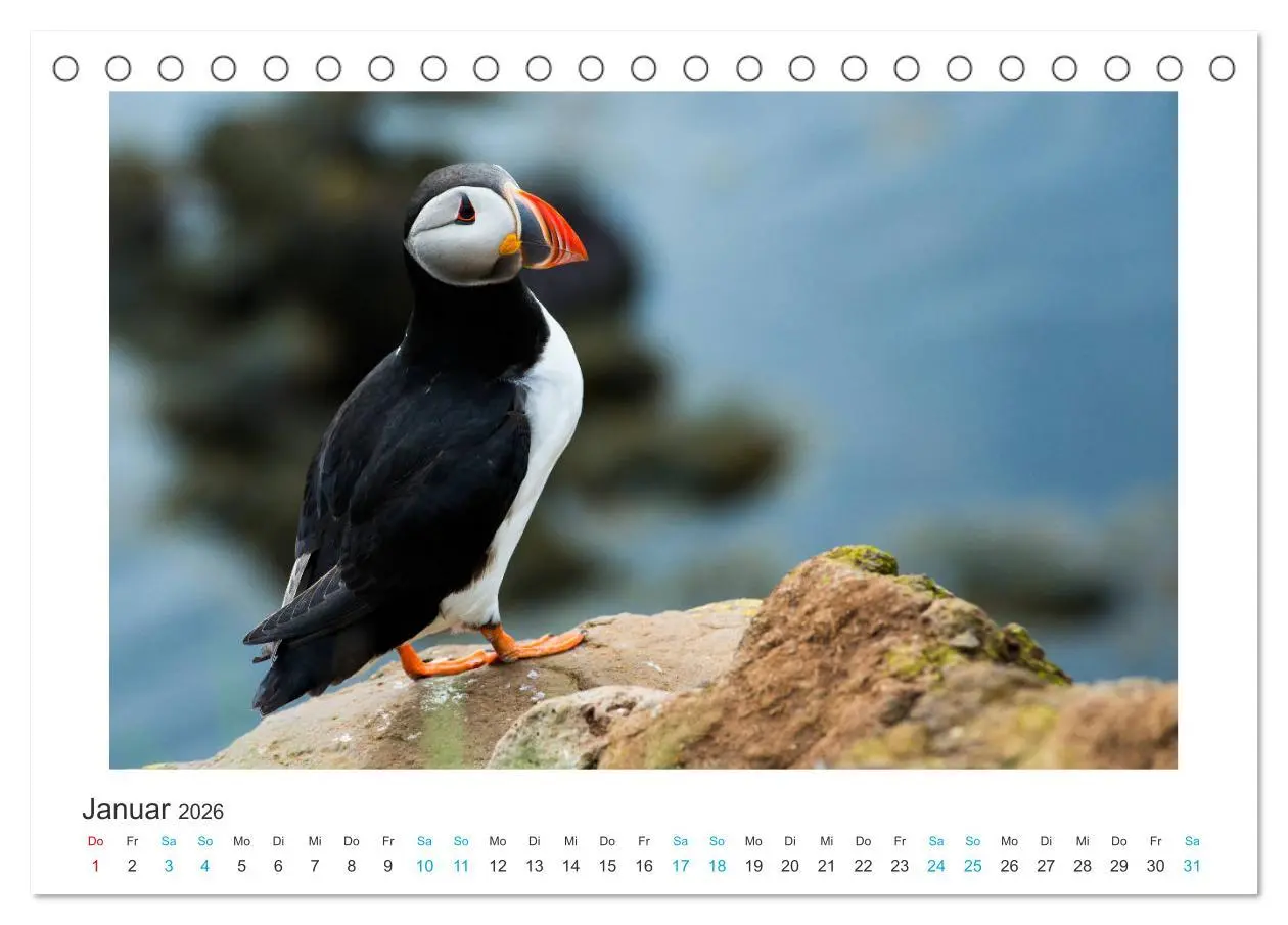 Bild: 9783457766903 | PAPAGEIENTAUCHER - Clowns der Nordmeere (Tischkalender 2026 DIN A5...