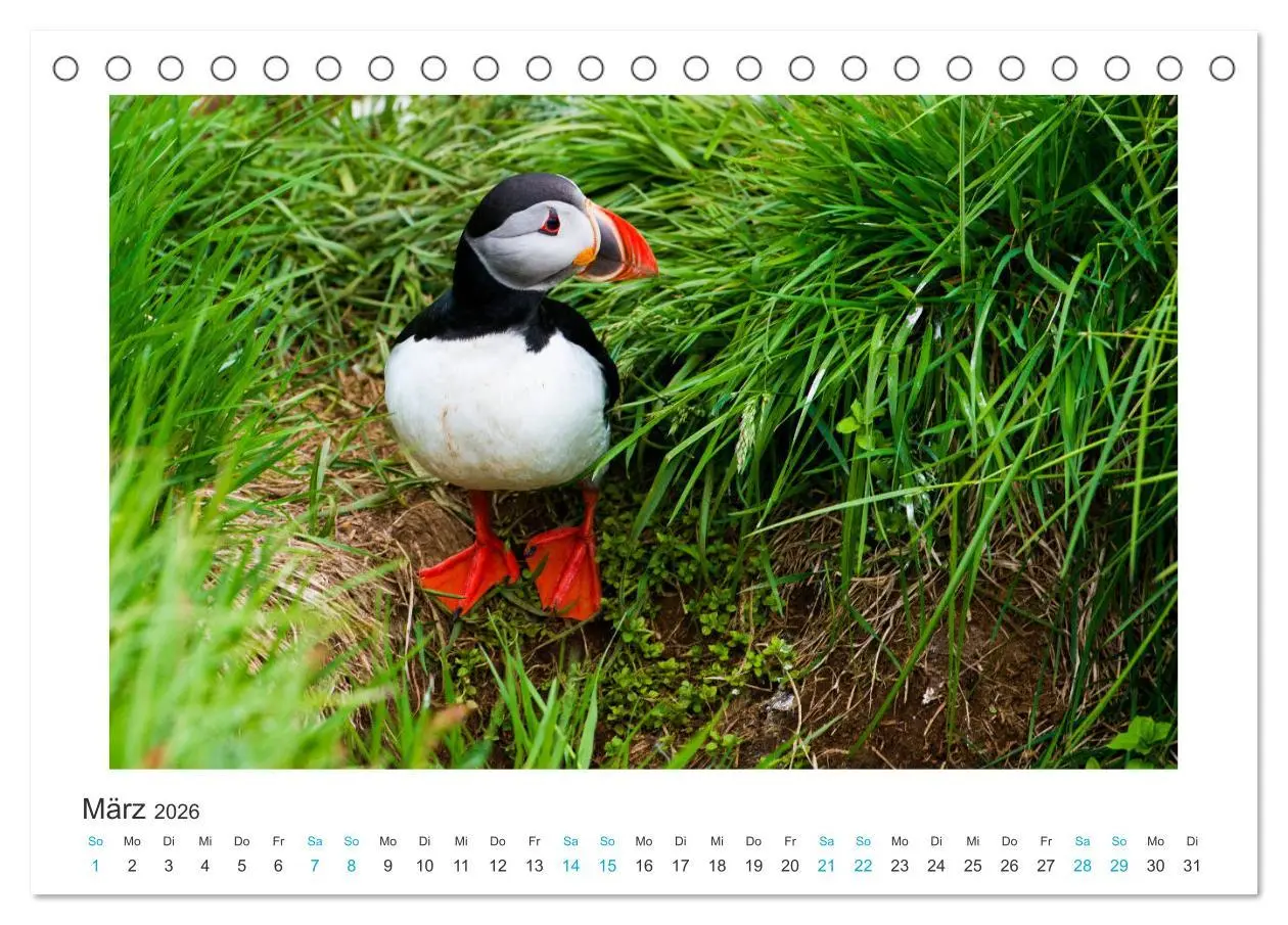 Bild: 9783457766903 | PAPAGEIENTAUCHER - Clowns der Nordmeere (Tischkalender 2026 DIN A5...