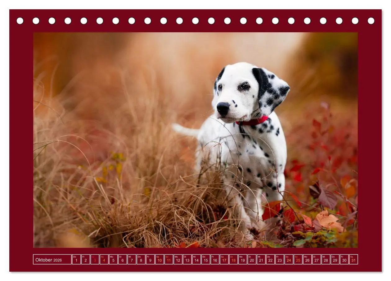 Bild: 9783457347003 | Pfotenblitzers Goldige Welpen (Tischkalender 2026 DIN A5 quer),...