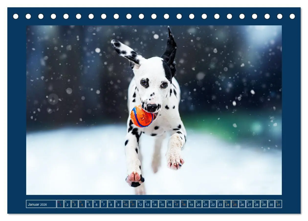 Bild: 9783457347003 | Pfotenblitzers Goldige Welpen (Tischkalender 2026 DIN A5 quer),...