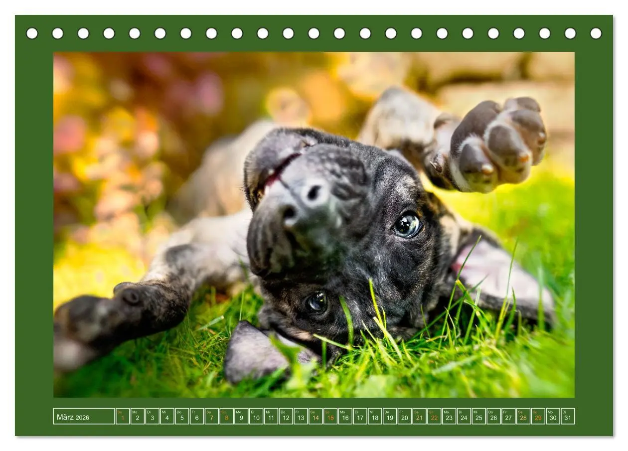 Bild: 9783457347003 | Pfotenblitzers Goldige Welpen (Tischkalender 2026 DIN A5 quer),...