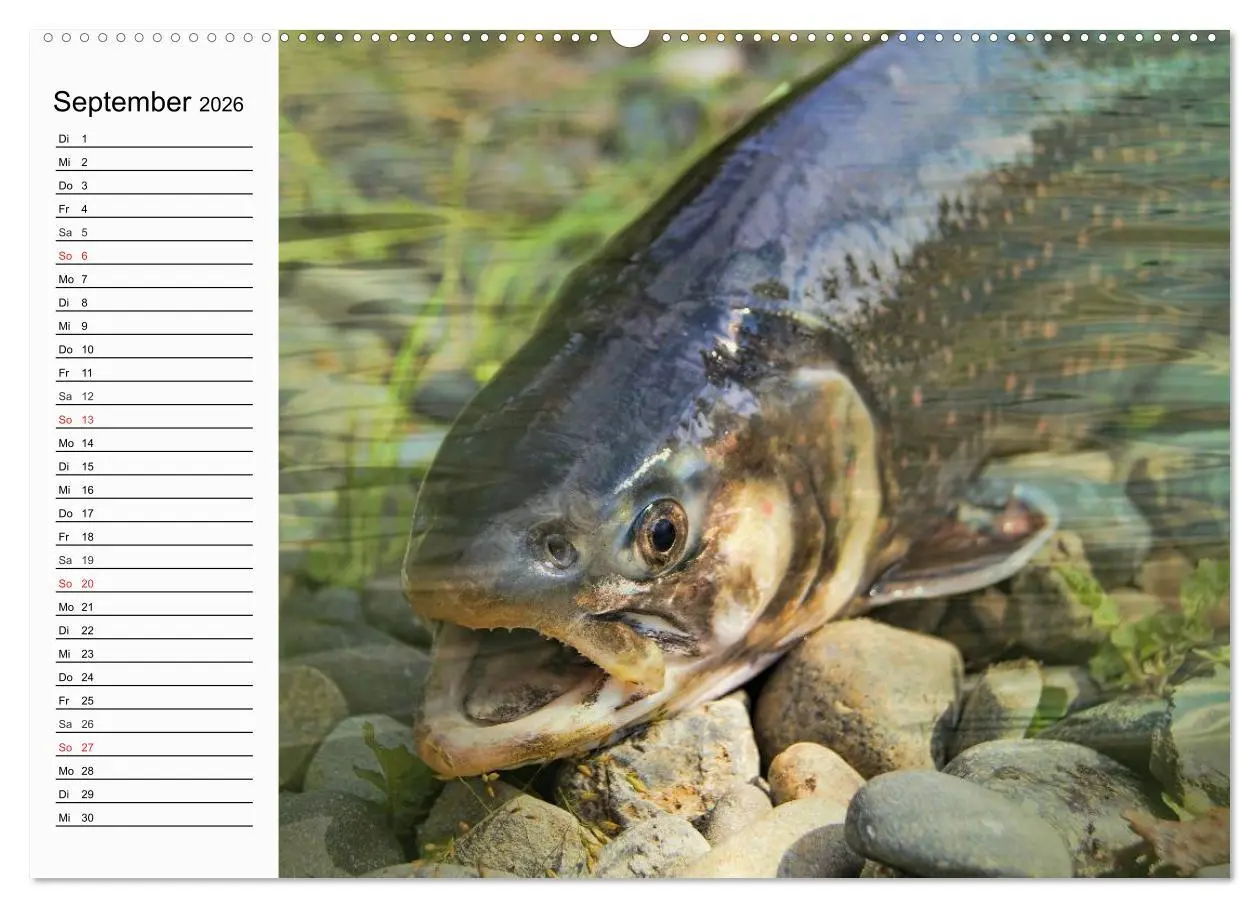 Bild: 9783457967003 | Faszination Angeln und Fischen (hochwertiger Premium Wandkalender...
