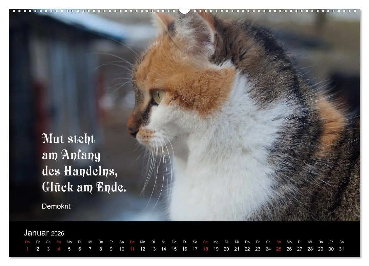 Bild: 9783516117103 | Glückskatze - Mit Zitaten zum Thema Glück (Wandkalender 2026 DIN A2...