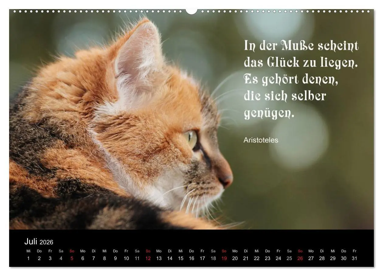 Bild: 9783516117103 | Glückskatze - Mit Zitaten zum Thema Glück (Wandkalender 2026 DIN A2...