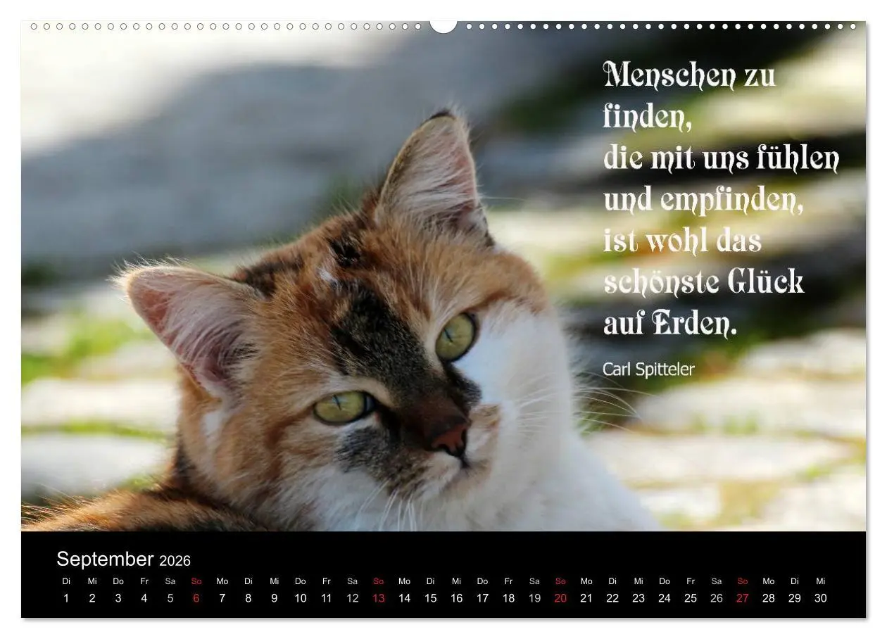 Bild: 9783516117103 | Glückskatze - Mit Zitaten zum Thema Glück (Wandkalender 2026 DIN A2...