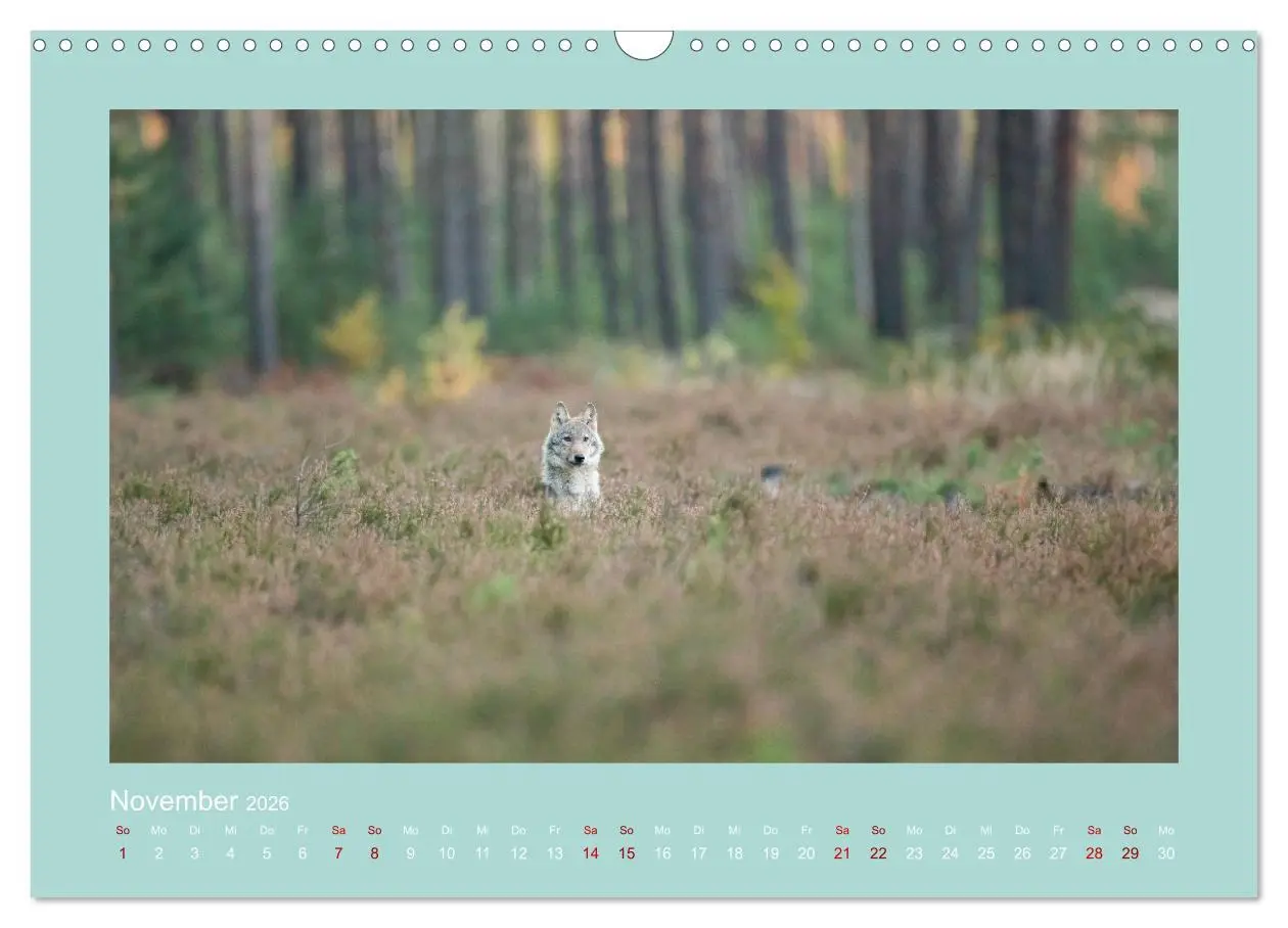 Bild: 9783457487303 | Wölfe, Impressionen aus der Lausitz (Wandkalender 2026 DIN A3...