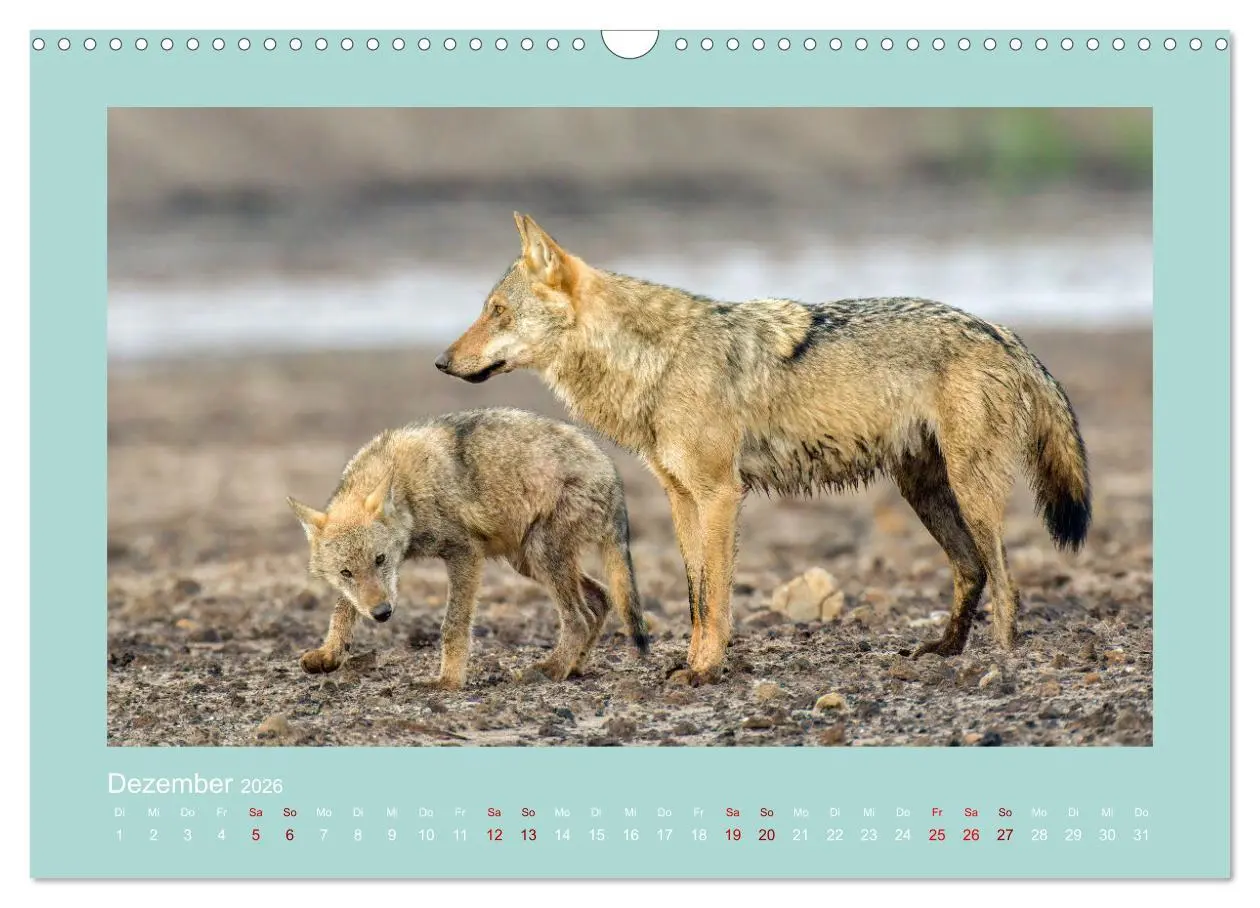 Bild: 9783457487303 | Wölfe, Impressionen aus der Lausitz (Wandkalender 2026 DIN A3...