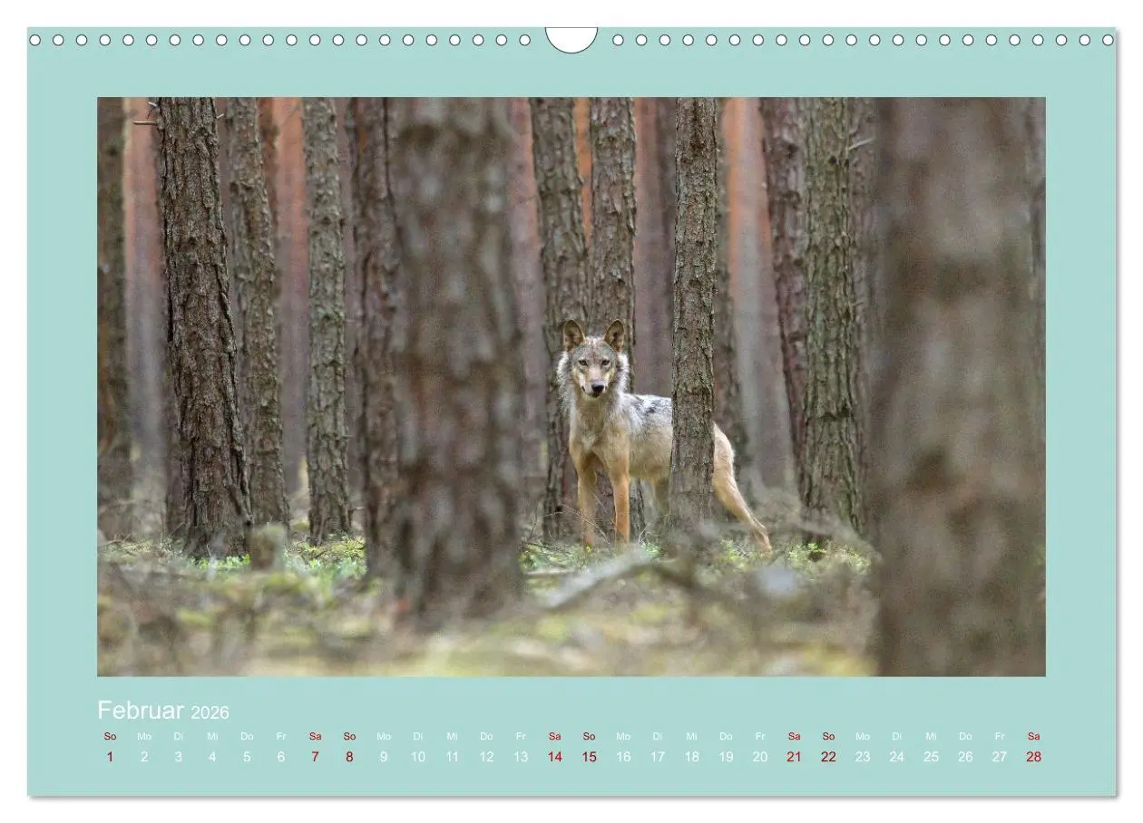 Bild: 9783457487303 | Wölfe, Impressionen aus der Lausitz (Wandkalender 2026 DIN A3...