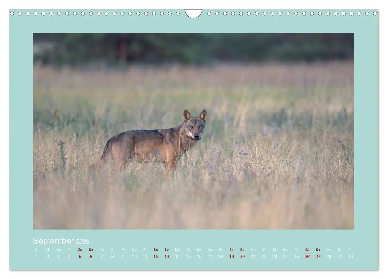 Bild: 9783457487303 | Wölfe, Impressionen aus der Lausitz (Wandkalender 2026 DIN A3...