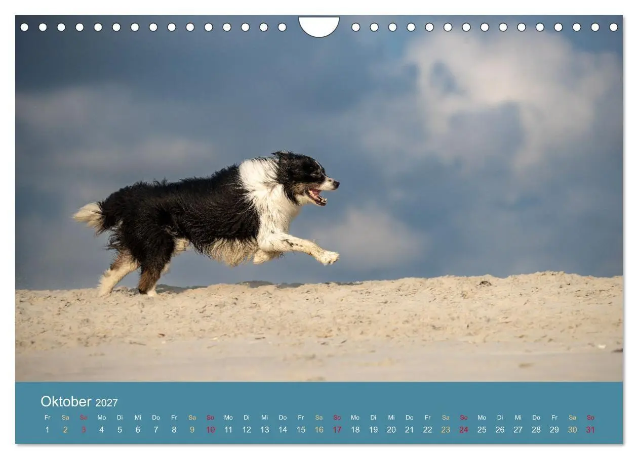 Bild: 9783594177303 | Mit Aussies unterwegs - Die bunte Welt der Australian Shepherds...