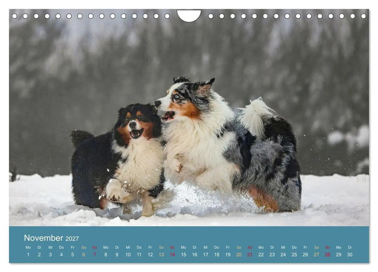 Bild: 9783594177303 | Mit Aussies unterwegs - Die bunte Welt der Australian Shepherds...