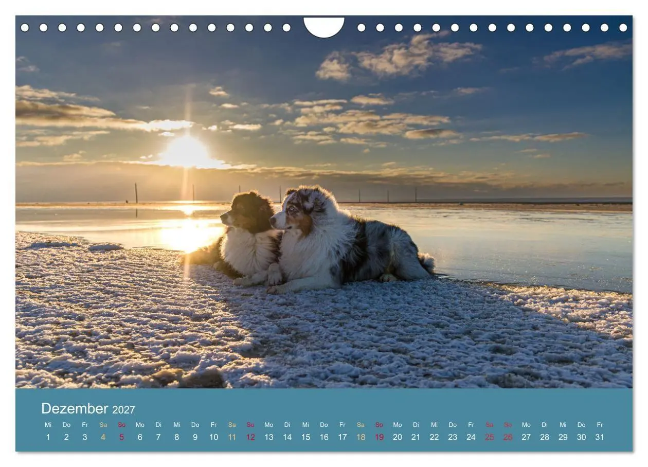 Bild: 9783594177303 | Mit Aussies unterwegs - Die bunte Welt der Australian Shepherds...