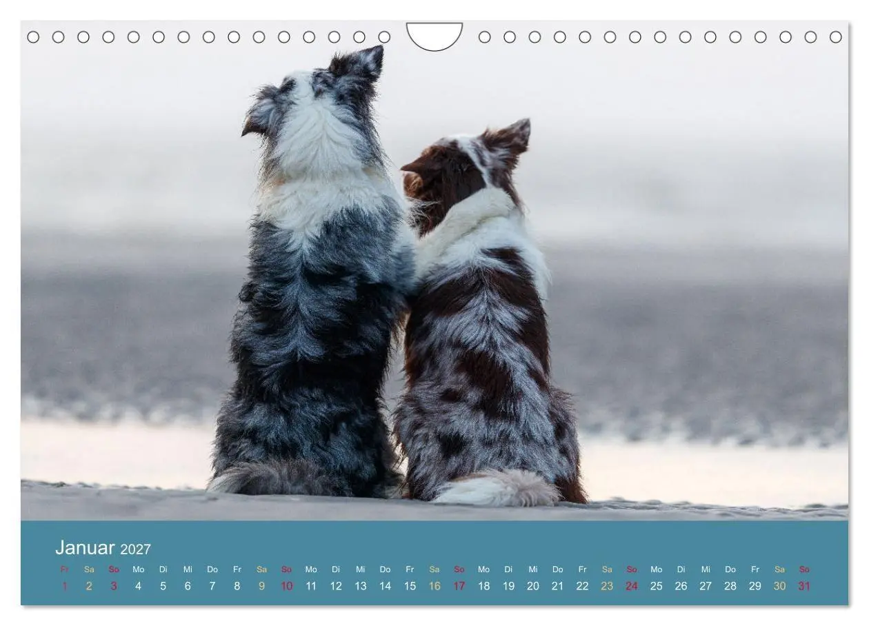 Bild: 9783594177303 | Mit Aussies unterwegs - Die bunte Welt der Australian Shepherds...