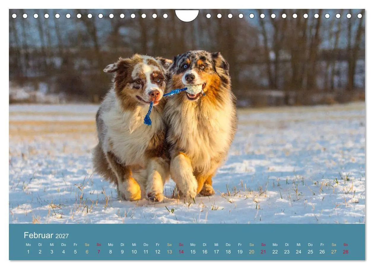 Bild: 9783594177303 | Mit Aussies unterwegs - Die bunte Welt der Australian Shepherds...
