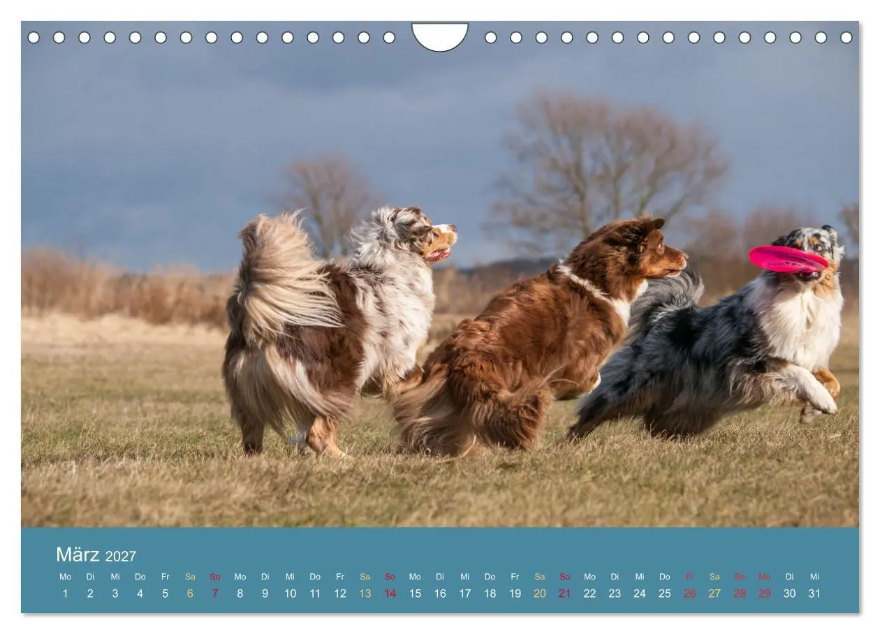 Bild: 9783594177303 | Mit Aussies unterwegs - Die bunte Welt der Australian Shepherds...